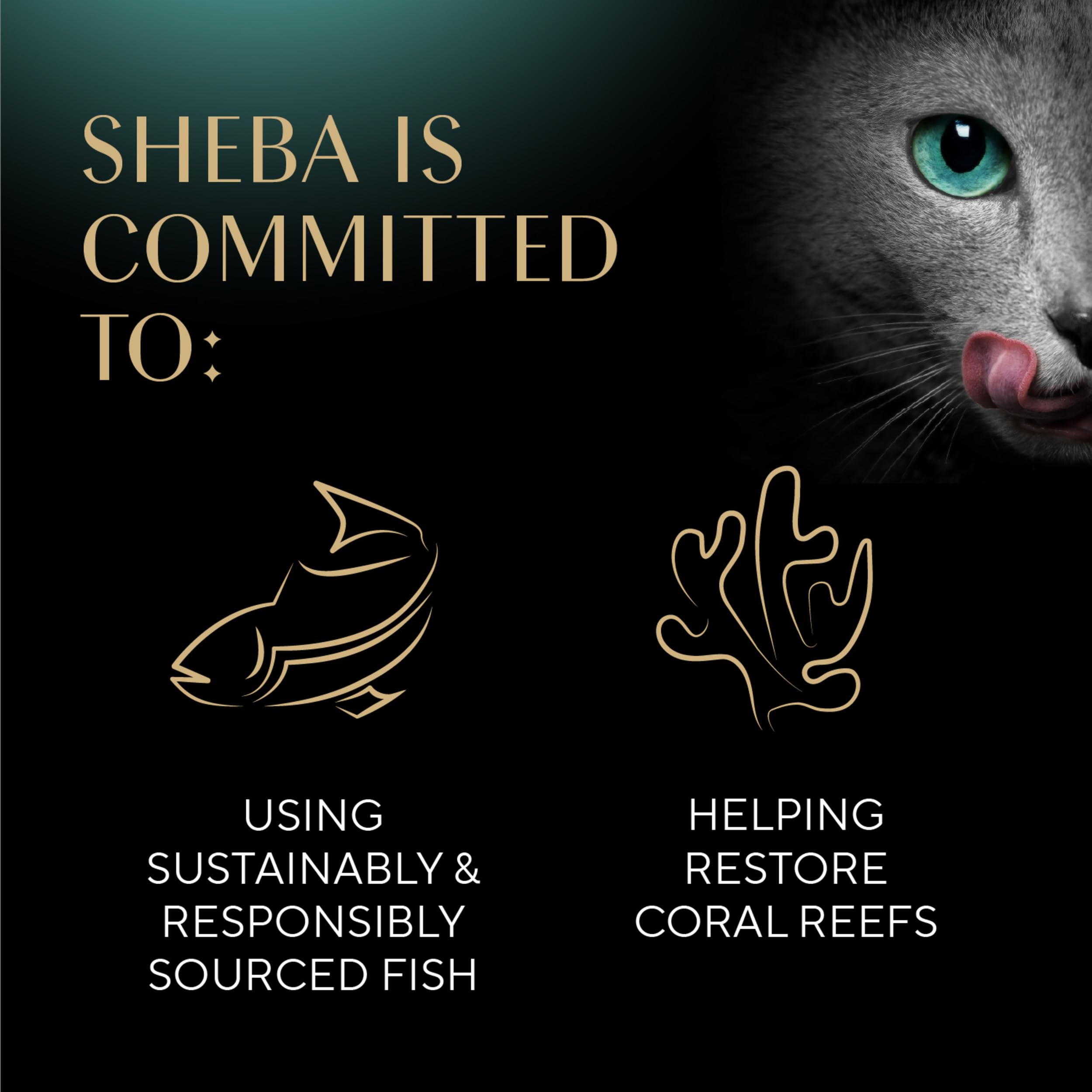 Sheba Perfect Portions Kitten Wet Cat Food Pate Chicken Entree, Salmon Entree, and Turkey Entree, 2.6 oz. Twin-Pack Trays (24 Count, 48 Servings) - Image 7
