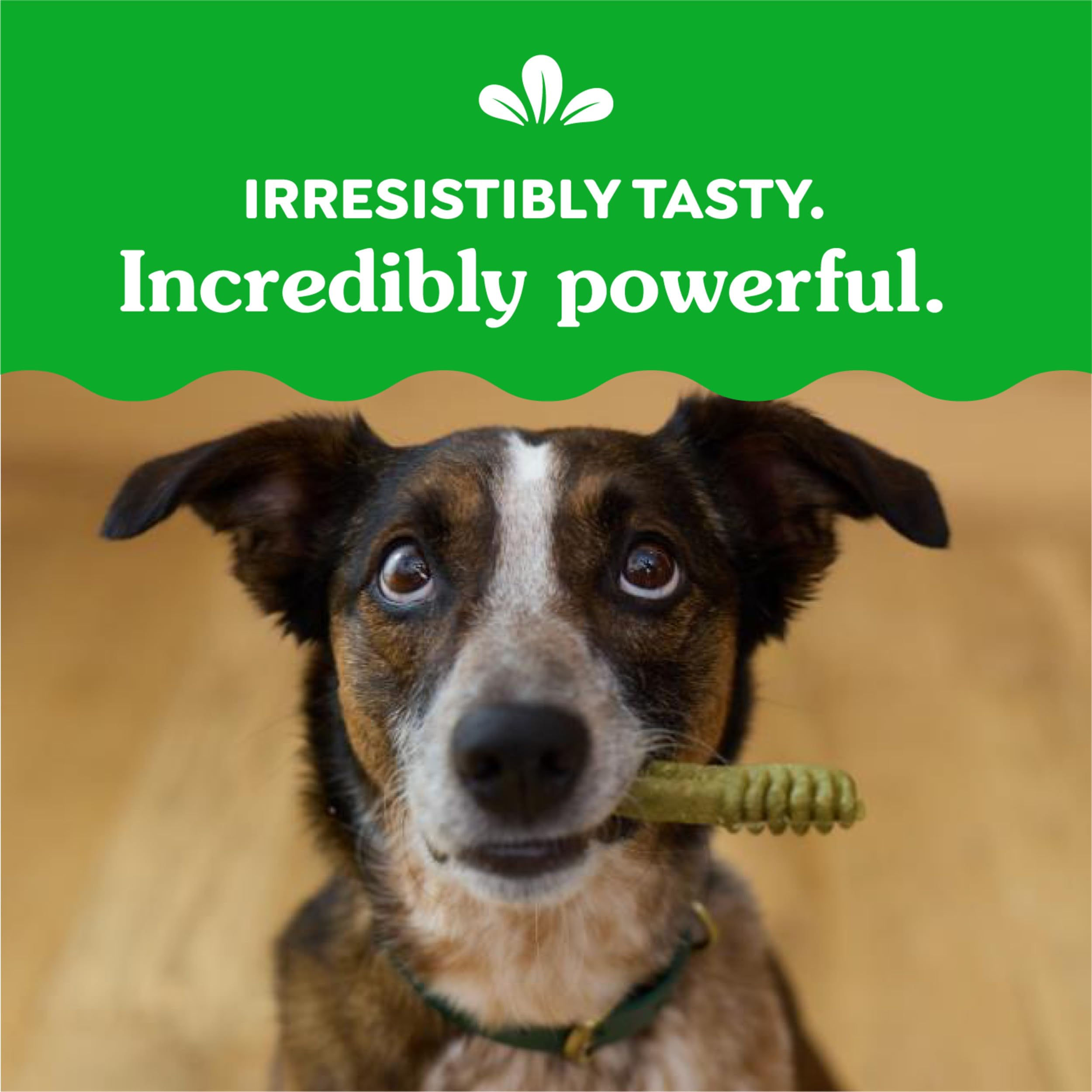 Greenies Original Regular Dental Dog Treats, 36 oz. Pack (36 Treats) - Image 9