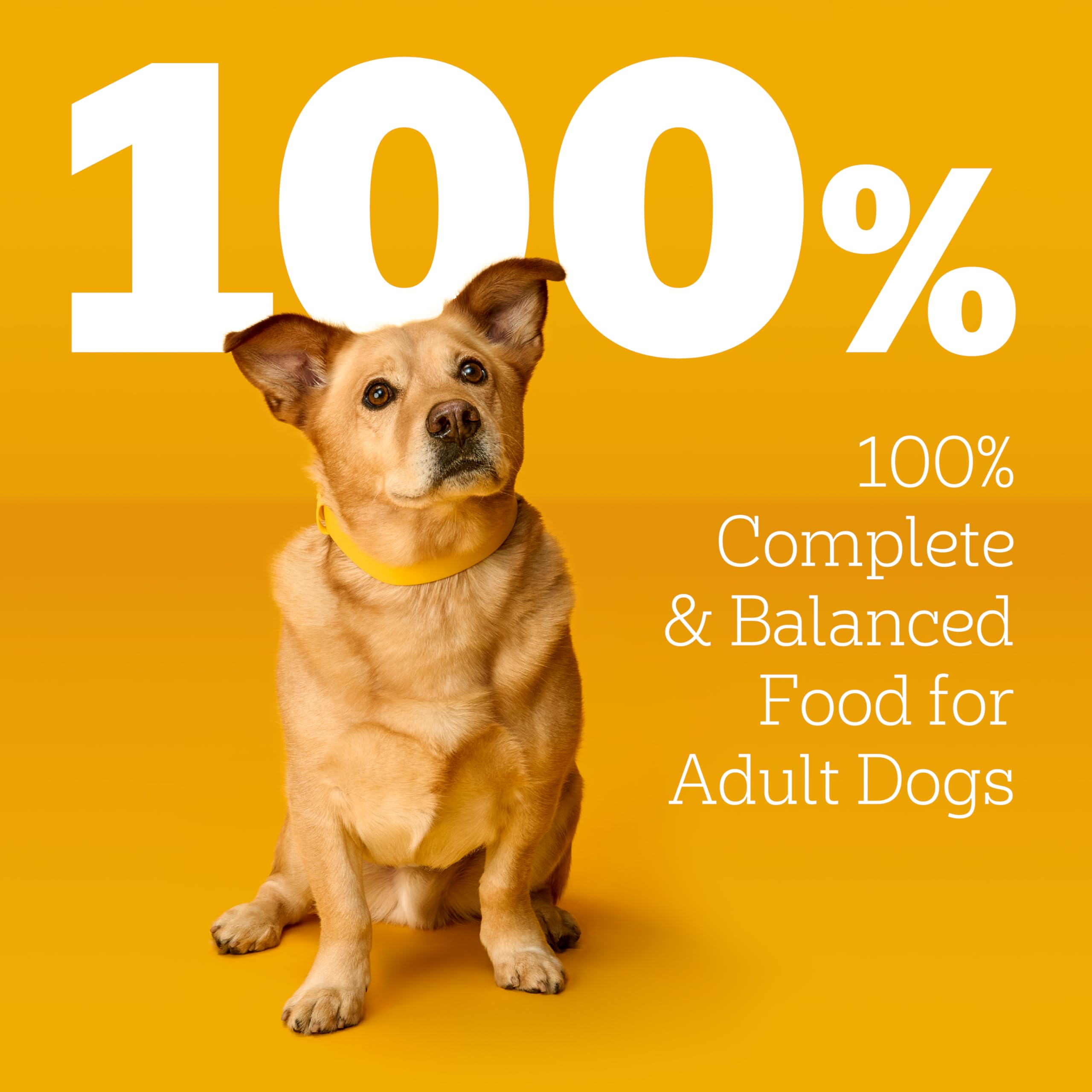 Pedigree Choice Cuts in Gravy Adult Soft Wet Dog Food 16-Count Filet Mignon Flavor, 3.5 oz Pouches - Image 8