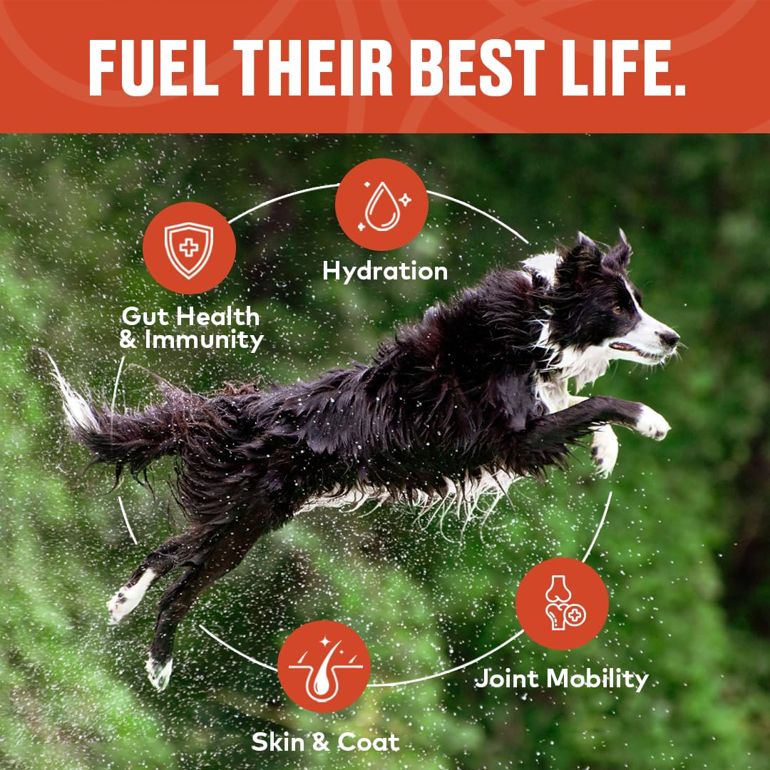 Beef Bone Broth Concentrate for Dogs - Collagen Protein Supplement - Digestion, Mobility, Coat, Immune System, Joints - Healthy Dog Food Gravy Topper - Human Grade, Made in USA (16 oz, 30 Servings) - Image 6