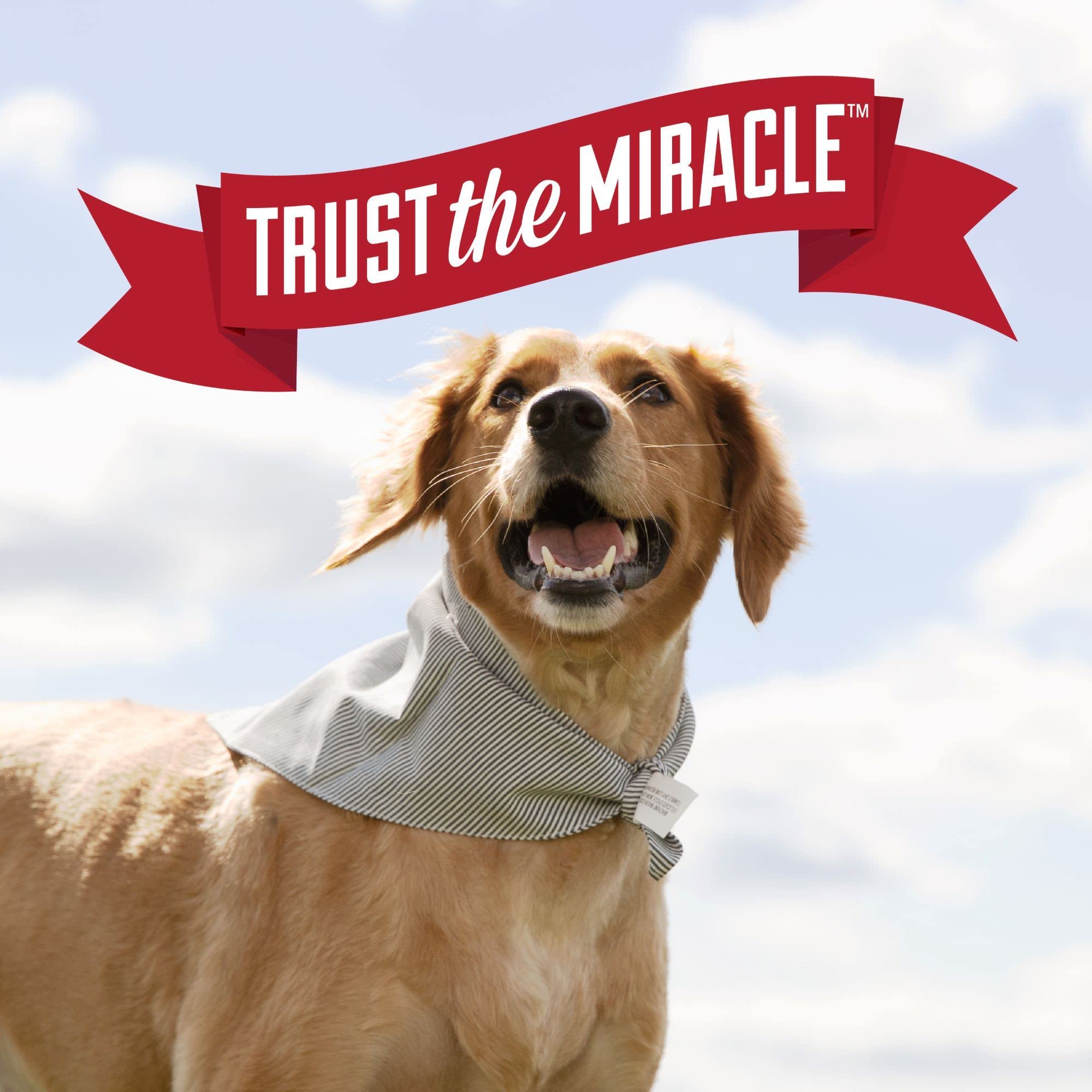 Nature's Miracle Urine Destroyer Plus for Dogs, Enzymatic Formula for Severe Dog Urine Stains, 17.5 oz - Image 8